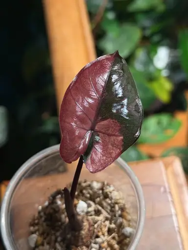 Rare Aroids! - Time TBD - Philos, Monstera, Scindapsus, Begonia & Alos 💚