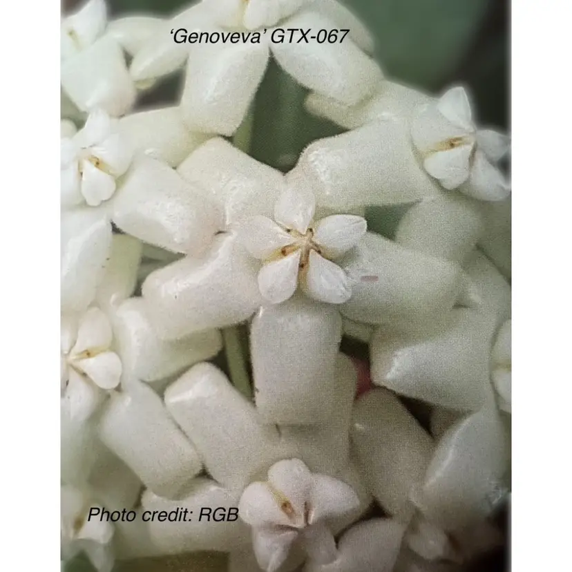 71 Genoveva GTX-67 ☀️stress’ Rare Garden Blooms