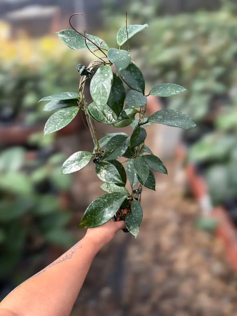 PS0835 - Hoya sp. (Lai Chau, long leaves)