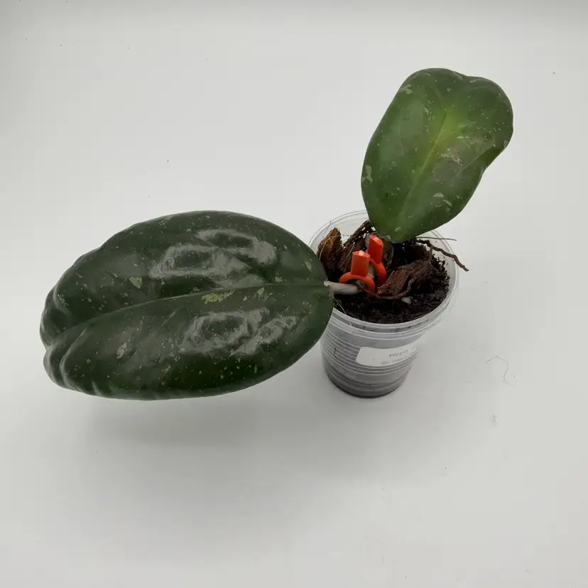 Hoya Joy