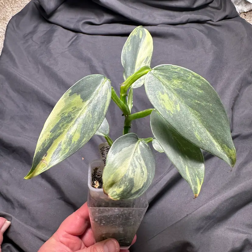 Philodendron Silver Sword (variegated)