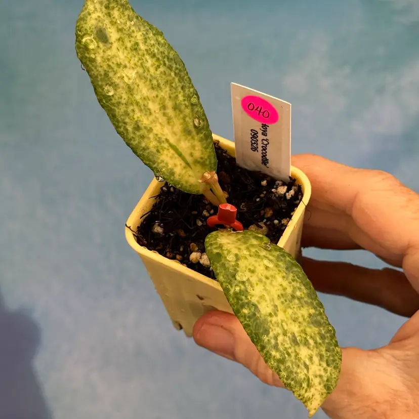 P040 Hoya ‘Crocodile’