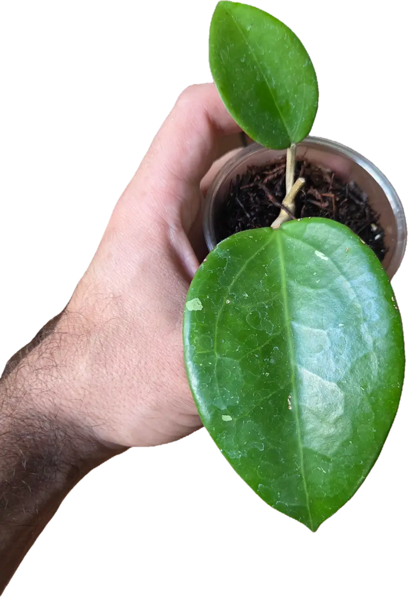 Hoya RHM909 Cambodia x rigida epc605