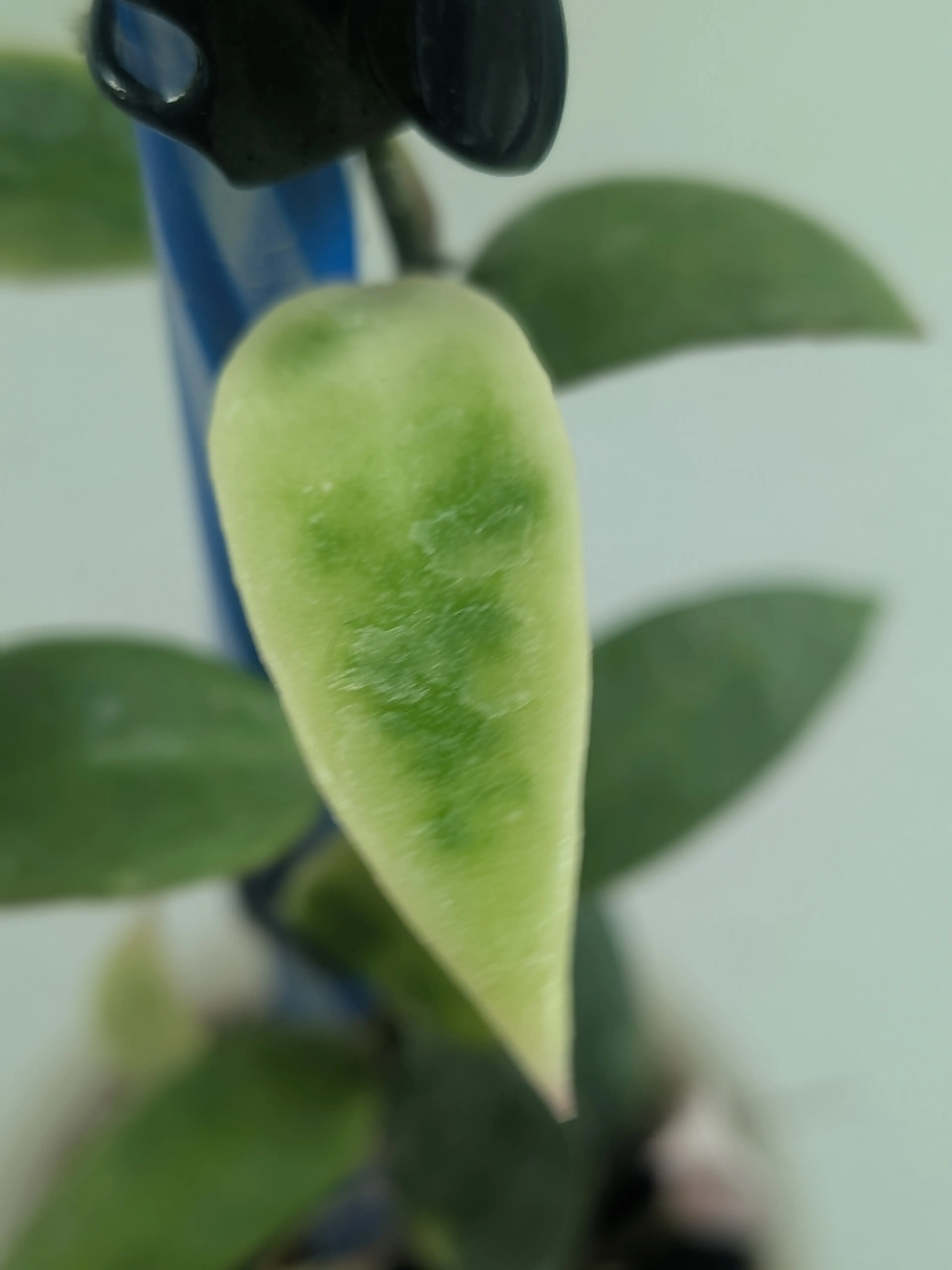 Image 4 of 7