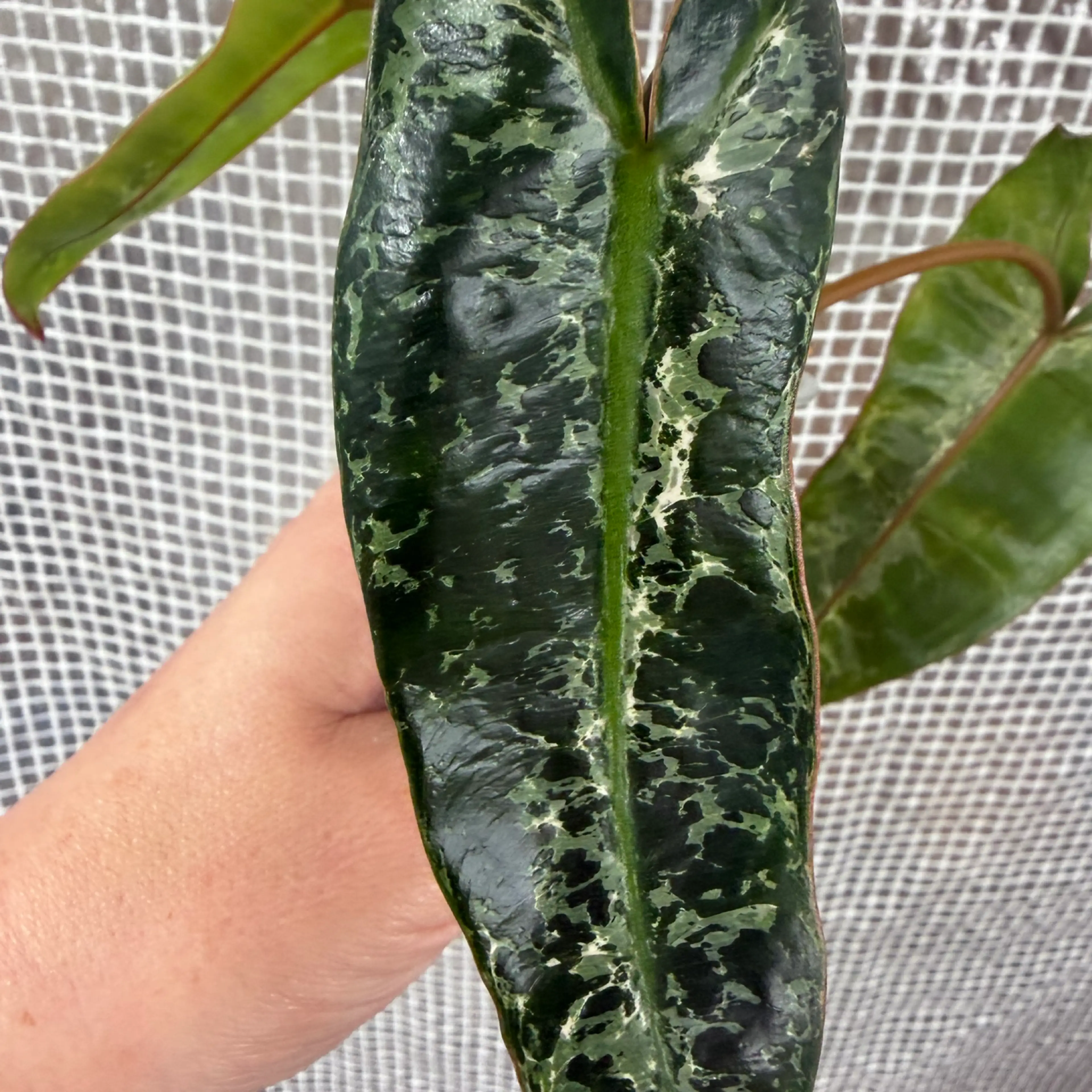 Image 1 of 7