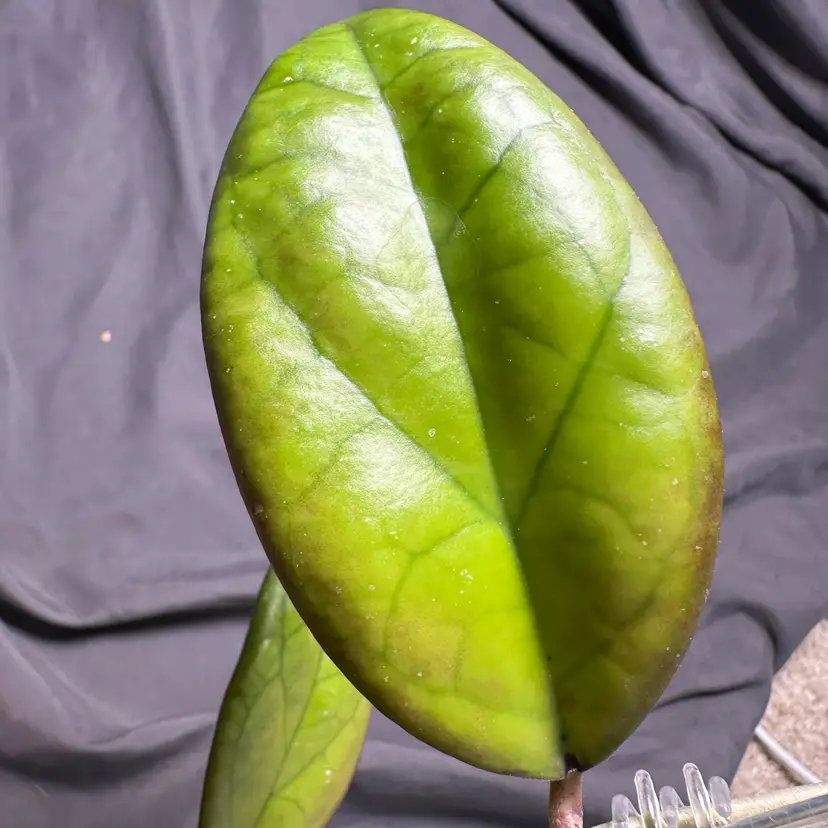 Hoya ‘Mayumi’