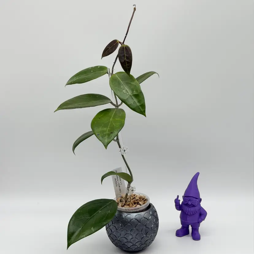 B19 RHM 273 (Verticillata x RHM-001)