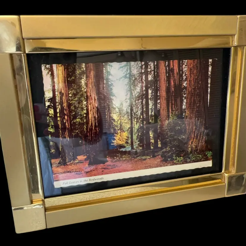 A Walk In The Redwoods. Vintage Framed Postcard. 8.5” x 6.5”