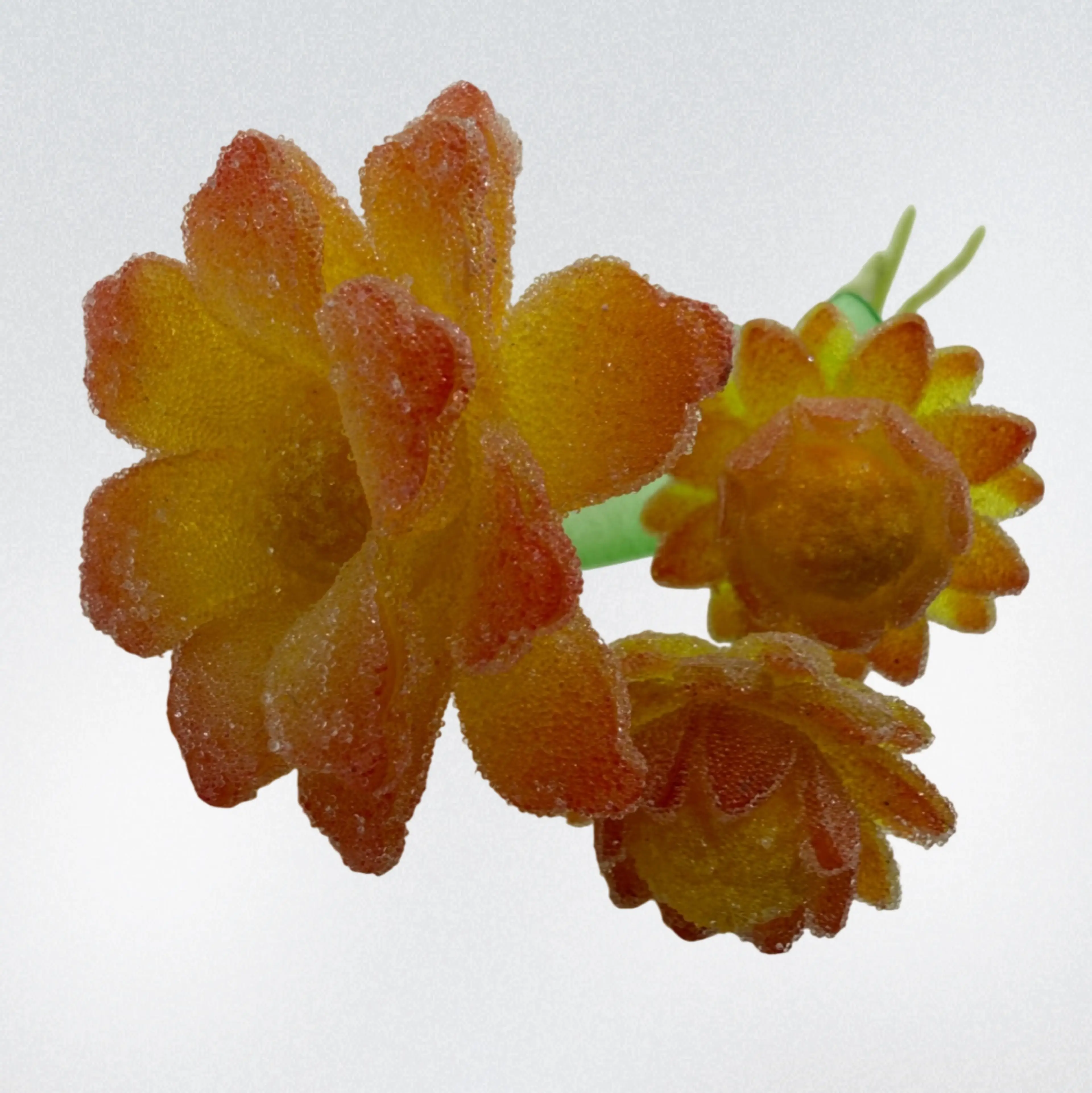 Image 4 of 5