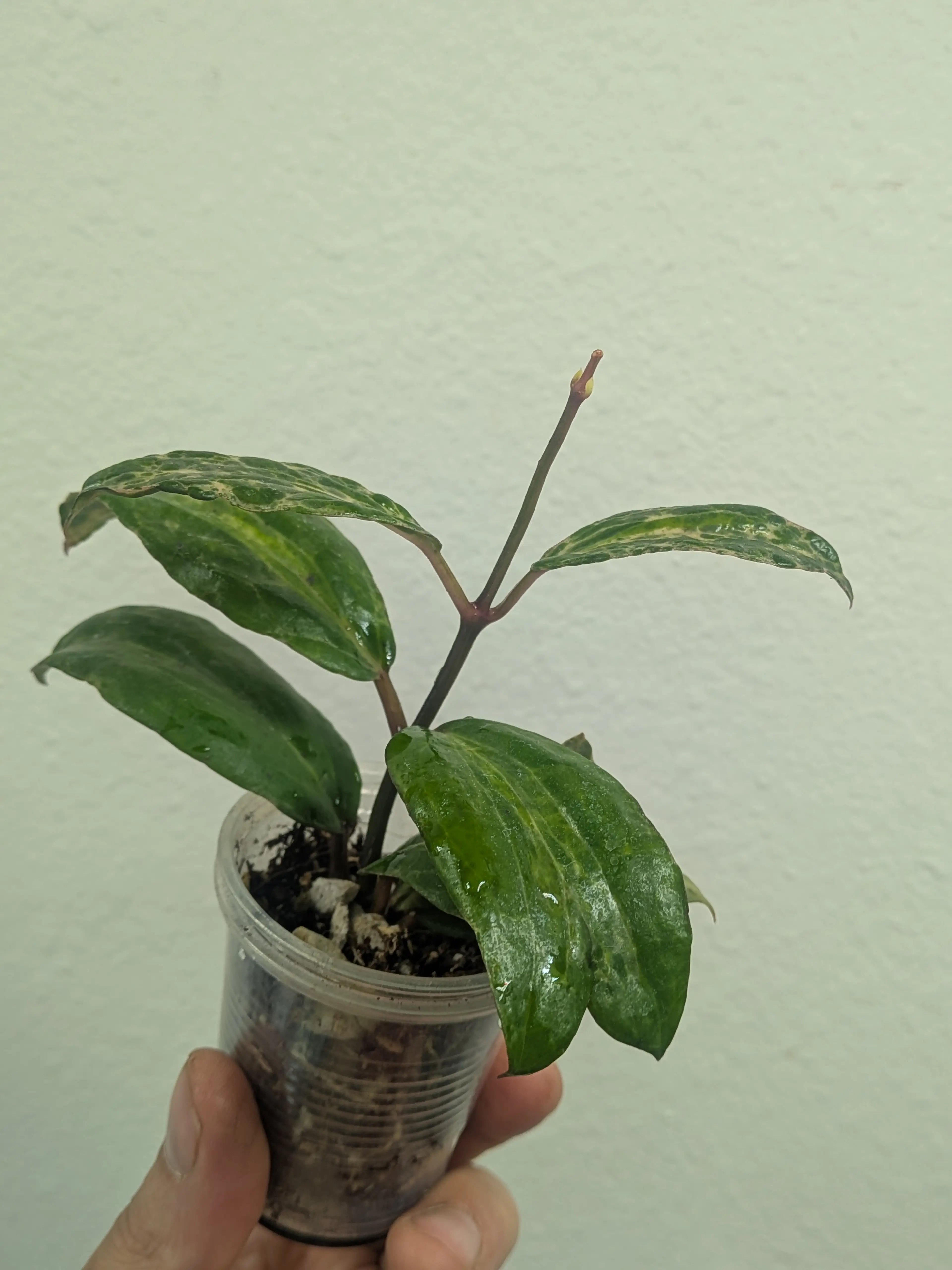 Image 4 of 5