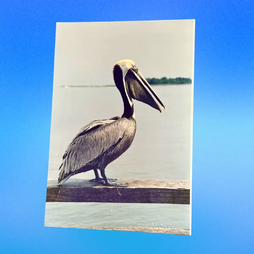 Vintage Brown Pelican on Post Continental RPPC, UnusedKK)