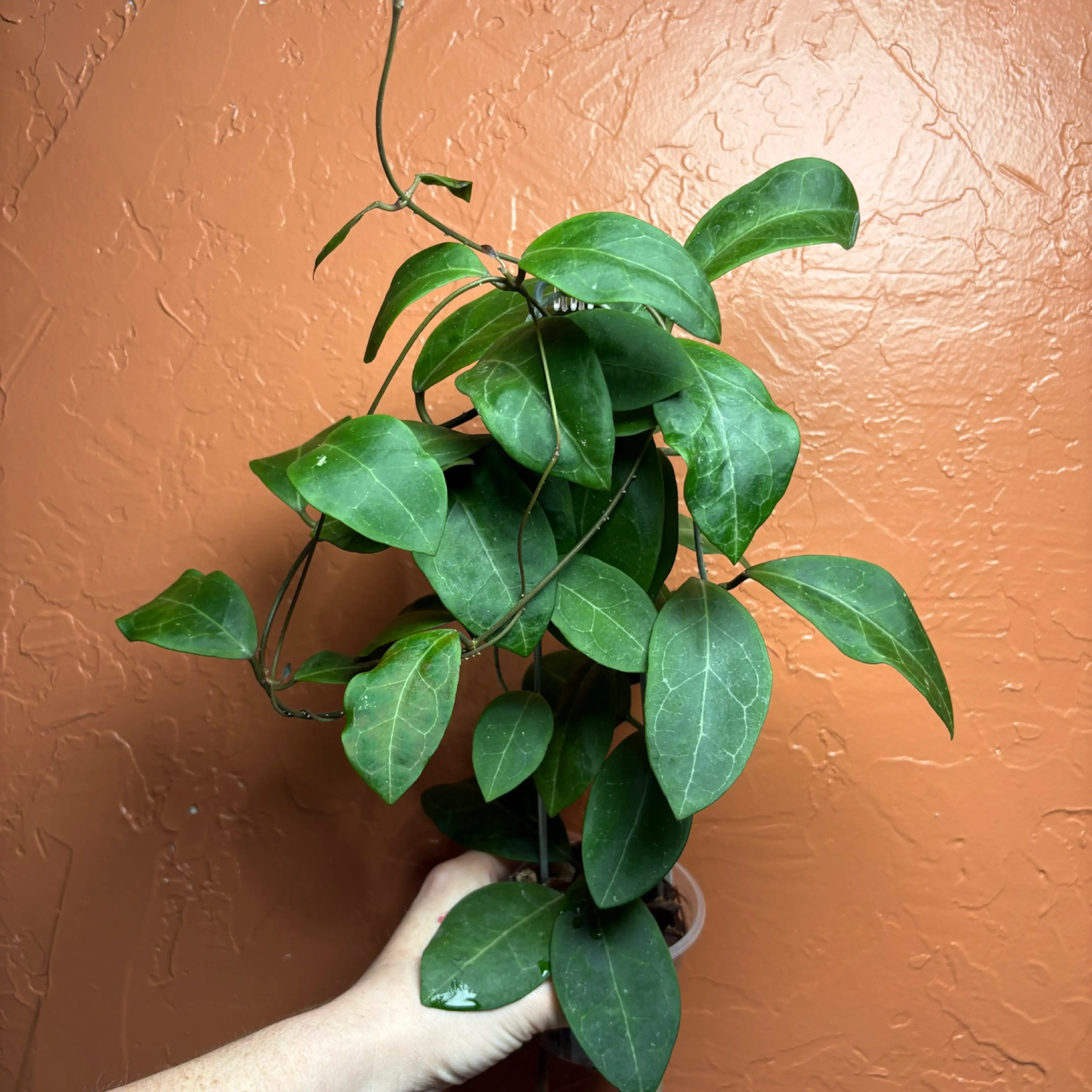 Image 4 of 4