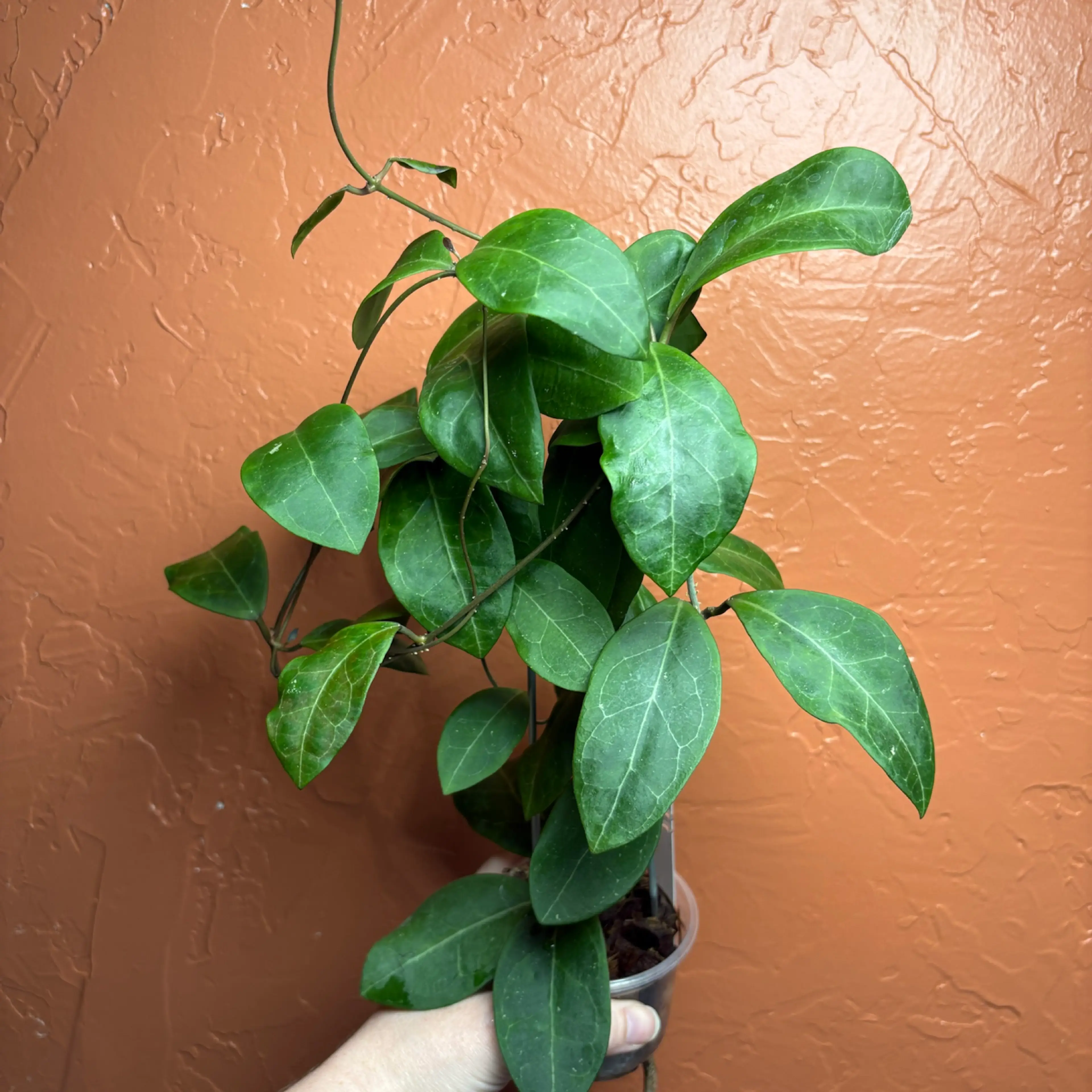 Image 2 of 4