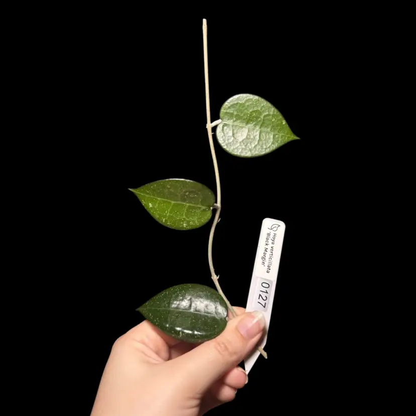 0127 Hoya verticillata ‘Black Margin’ cutting