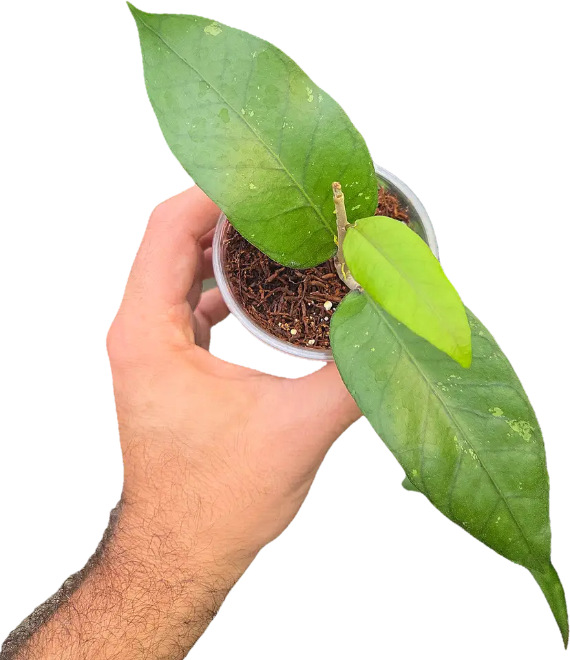 Hoya Dabun Gelang RUTUT001