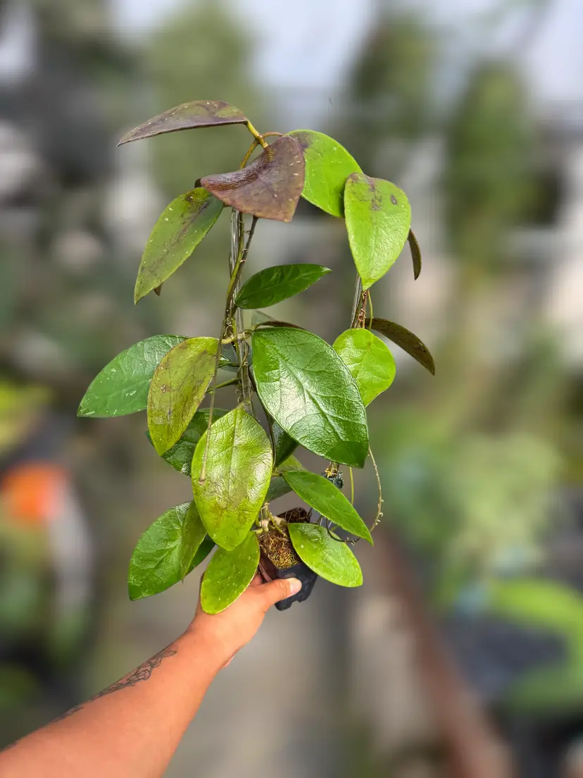 PS0833 - Hoya benchai