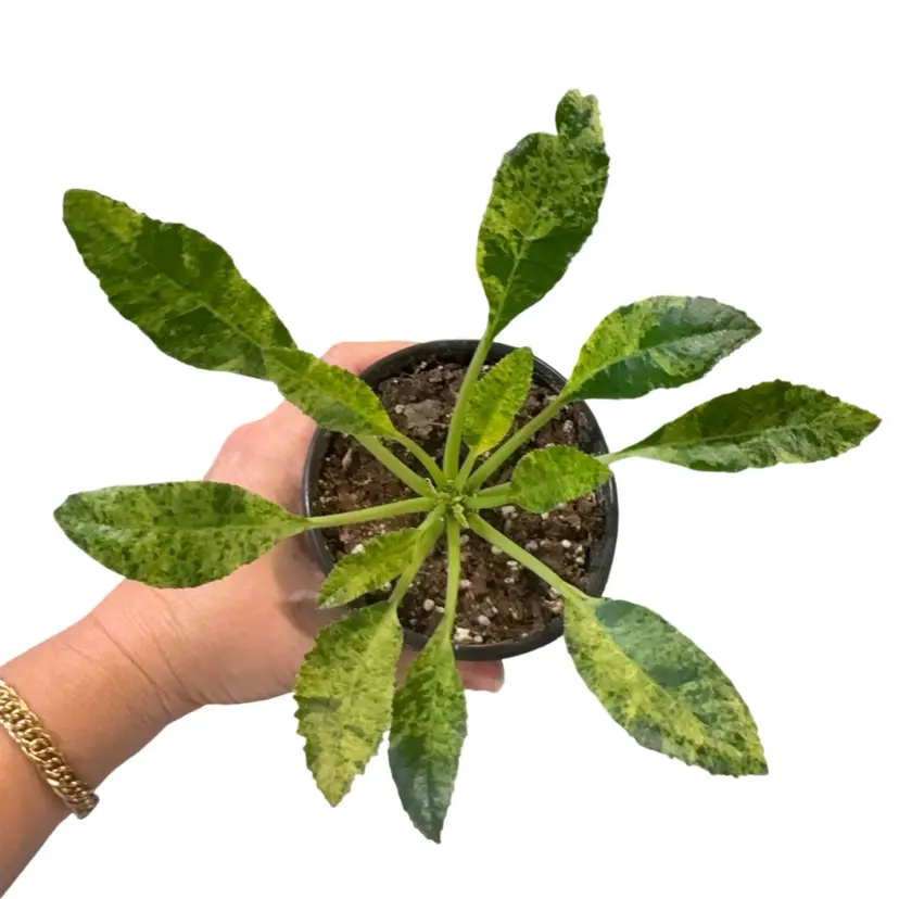 Variegated Dorstenia