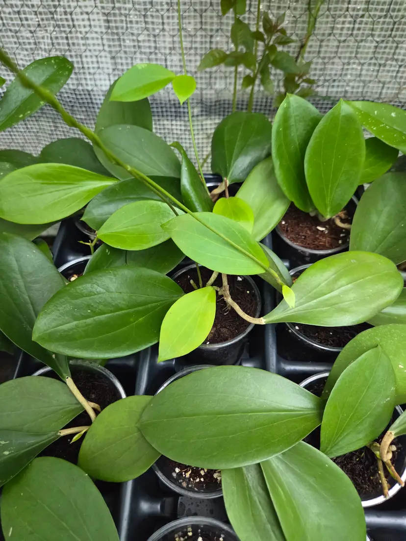Hoya Nicholsoniae growerw choice