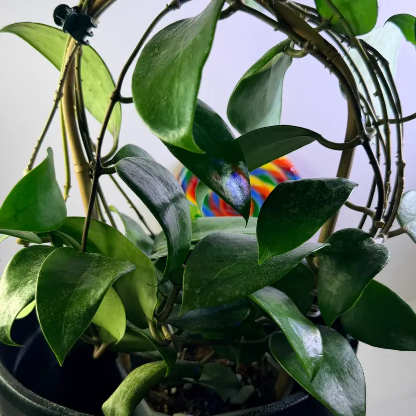 Hoya Aurora