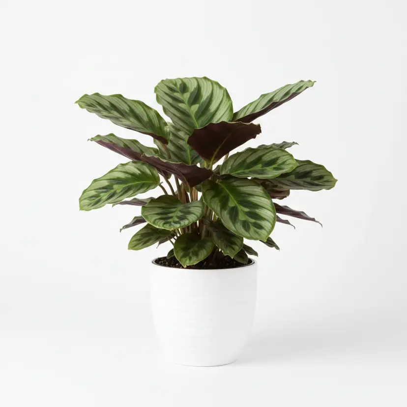 Indoor Plant - Buy Now