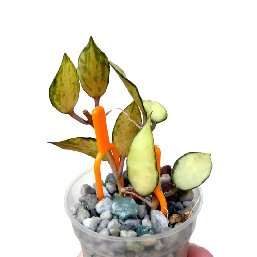 Hoya Lacunosa souma