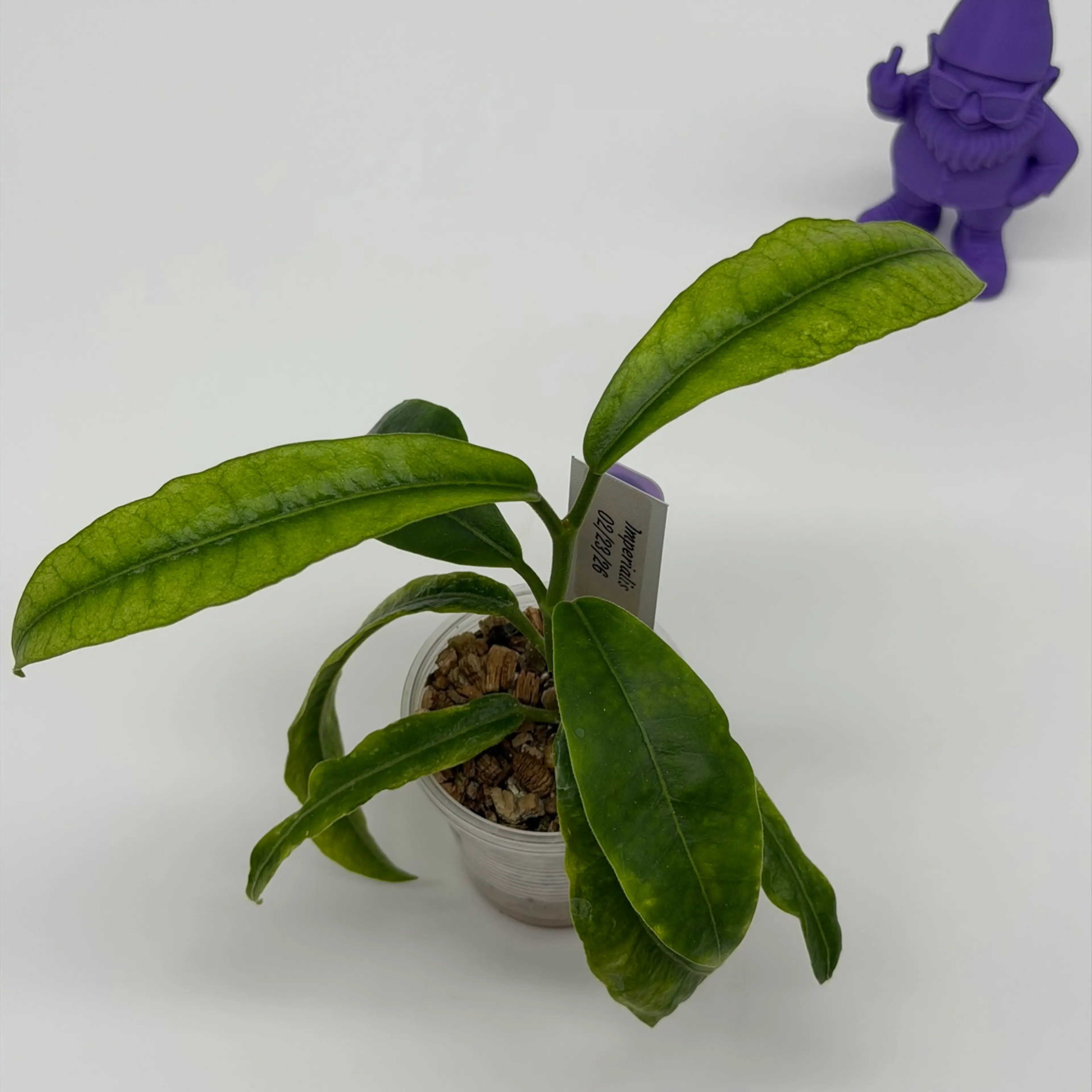 Image 2 of 2