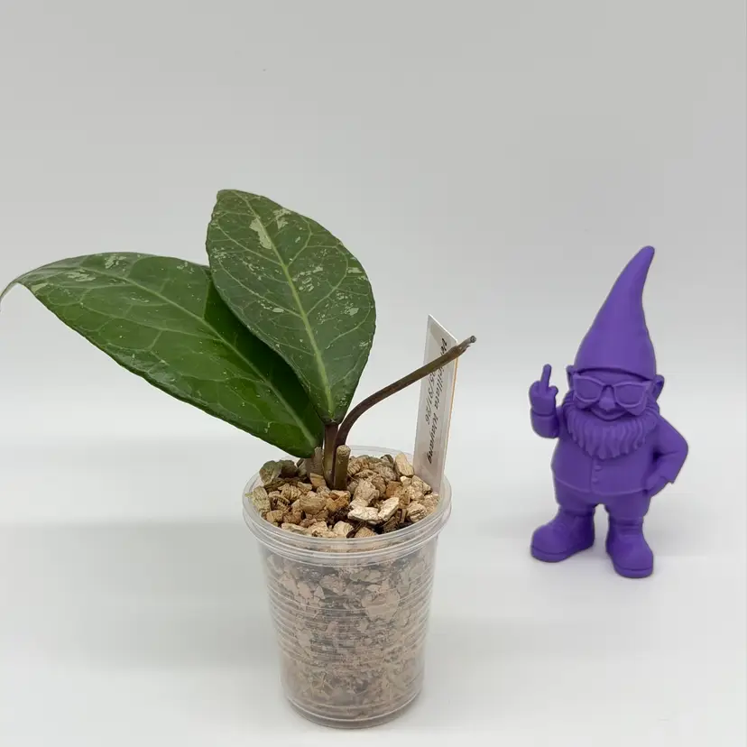 O35 Verticillata Wayang