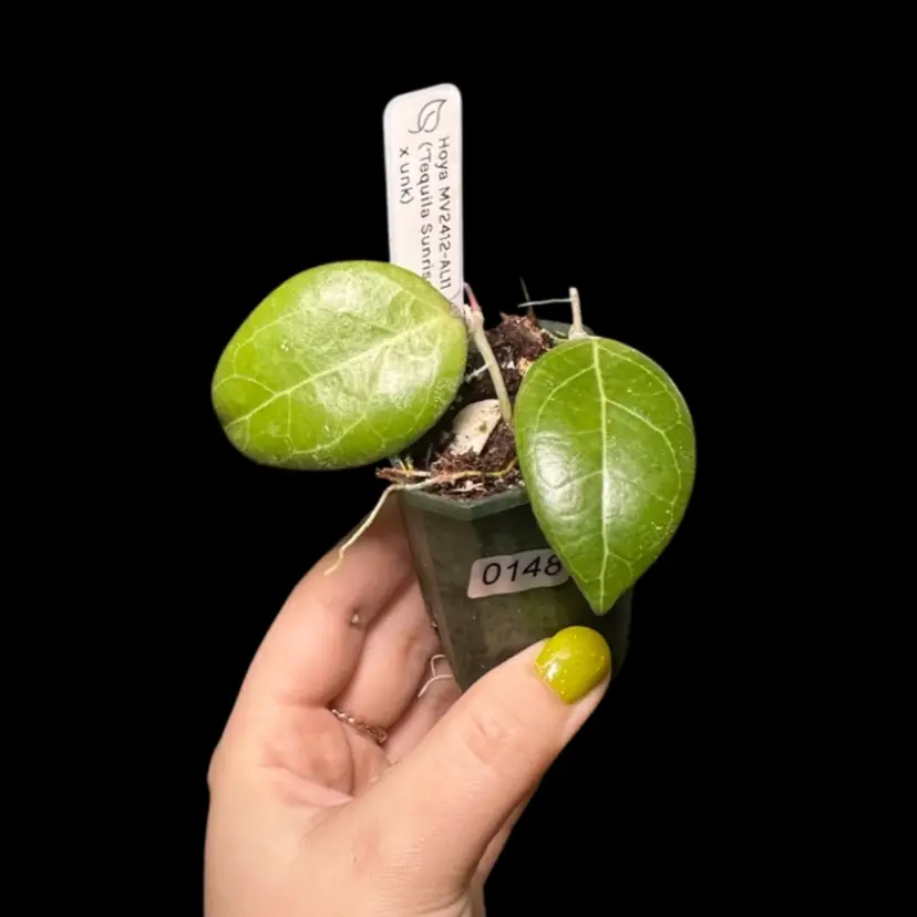 0148 Hoya MV2412-AL11 (Tequila Sunrise x unk) (2 plants in pot)
