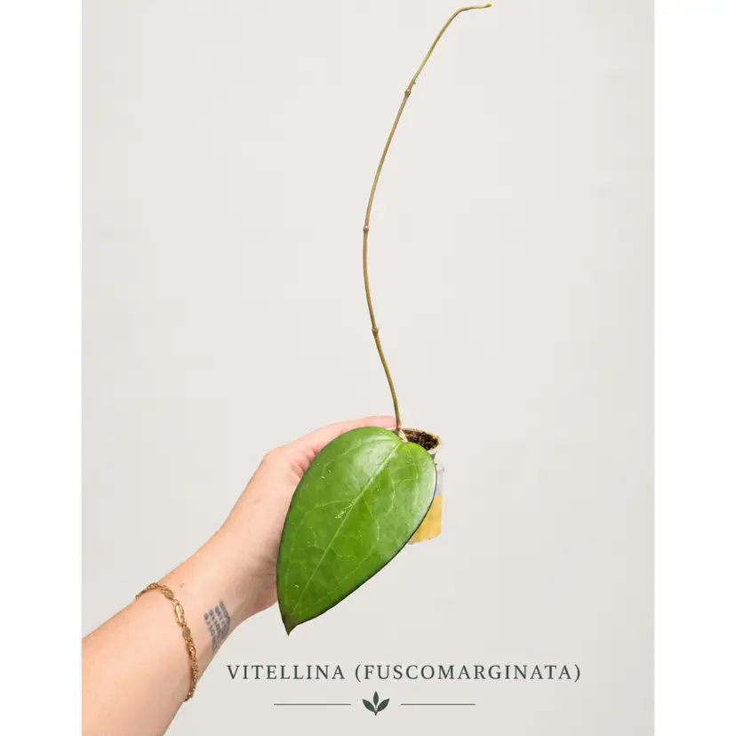 K.     VITTELINA (FUSCOMARGINATA)