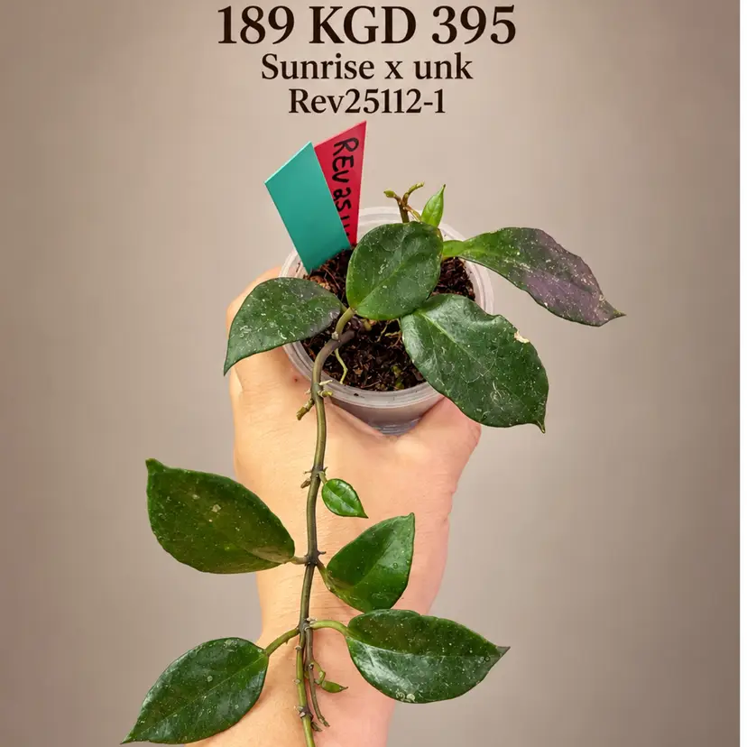 189 KGD Sunrise x unk