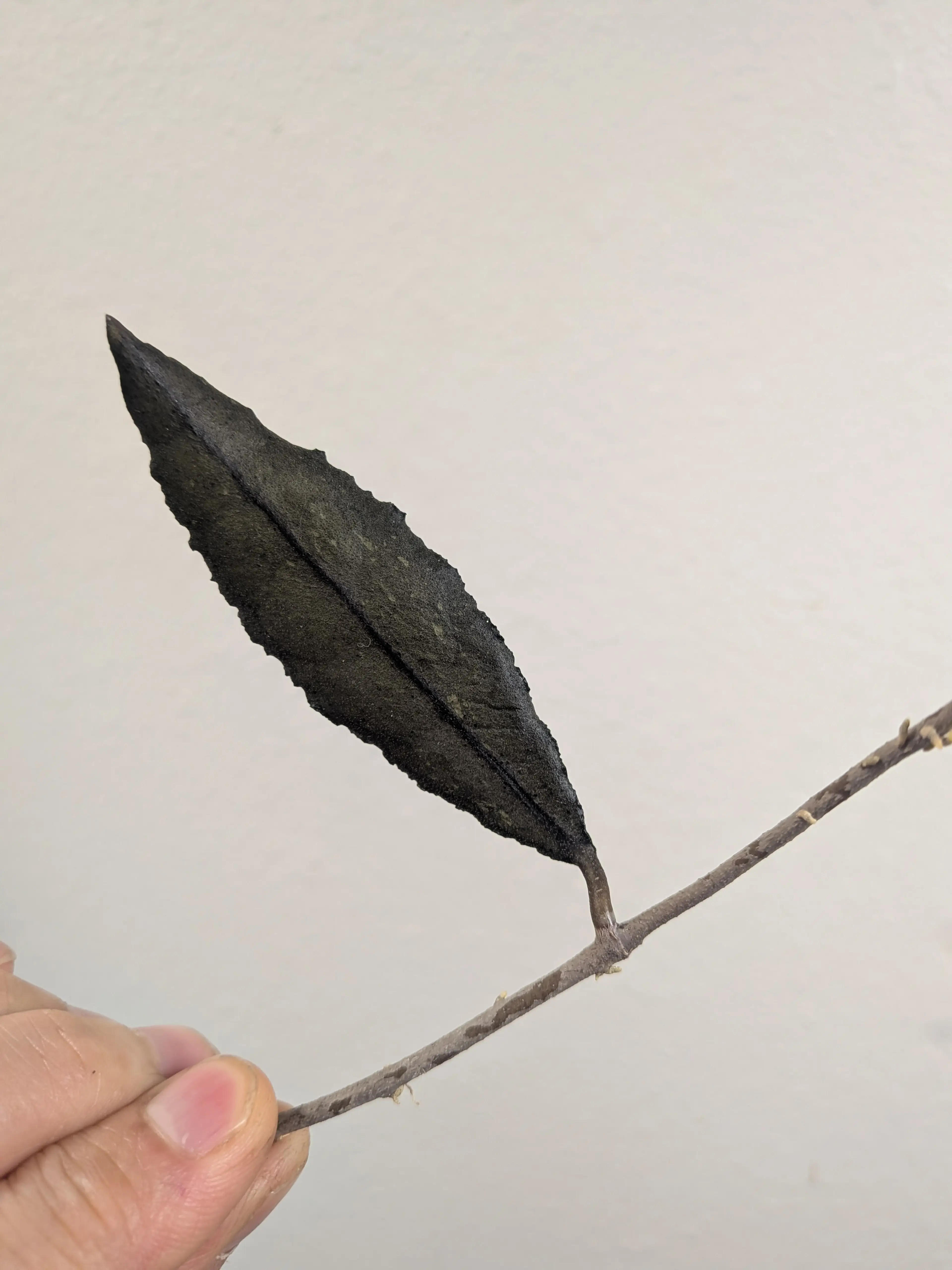 Image 5 of 5