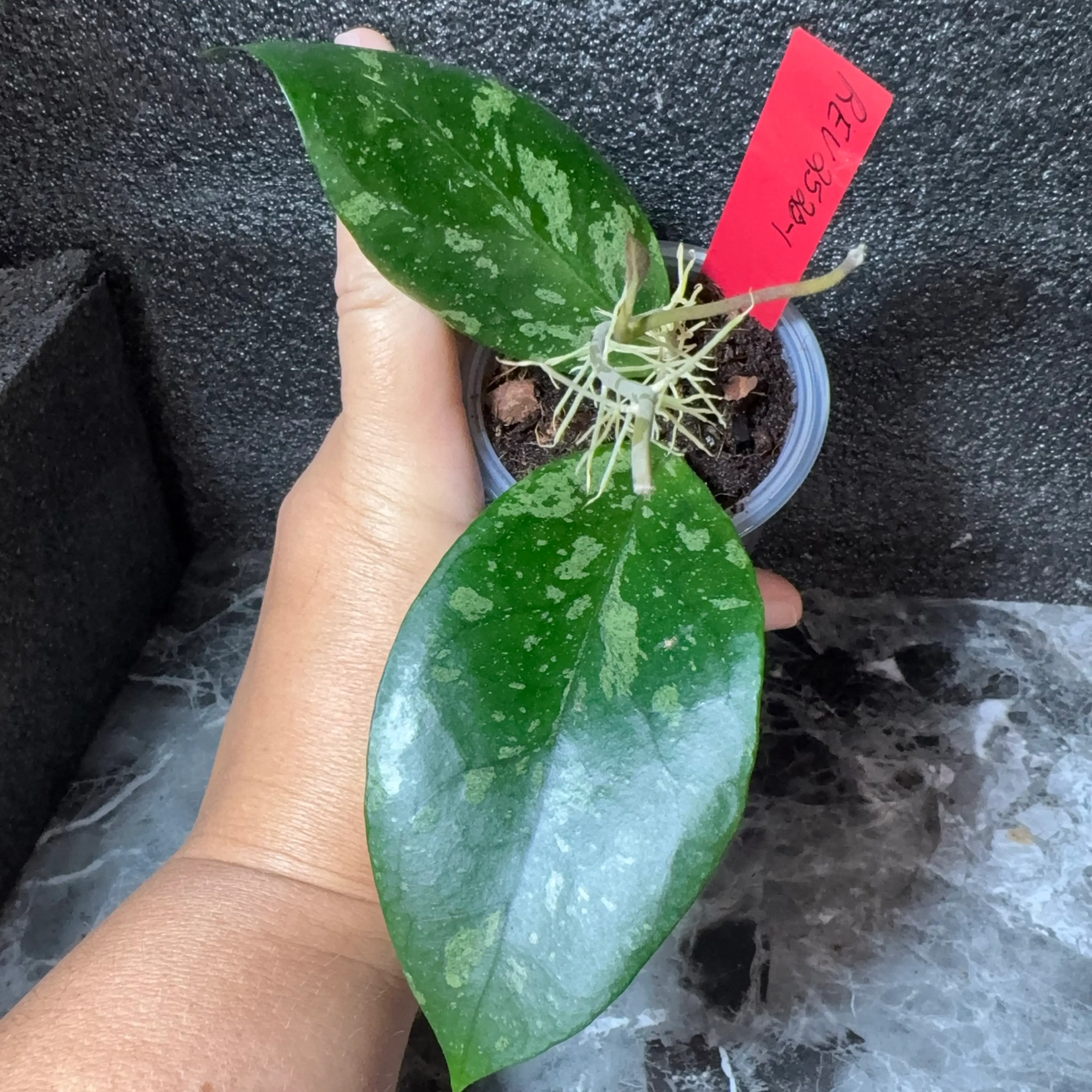 Image 1 of 3
