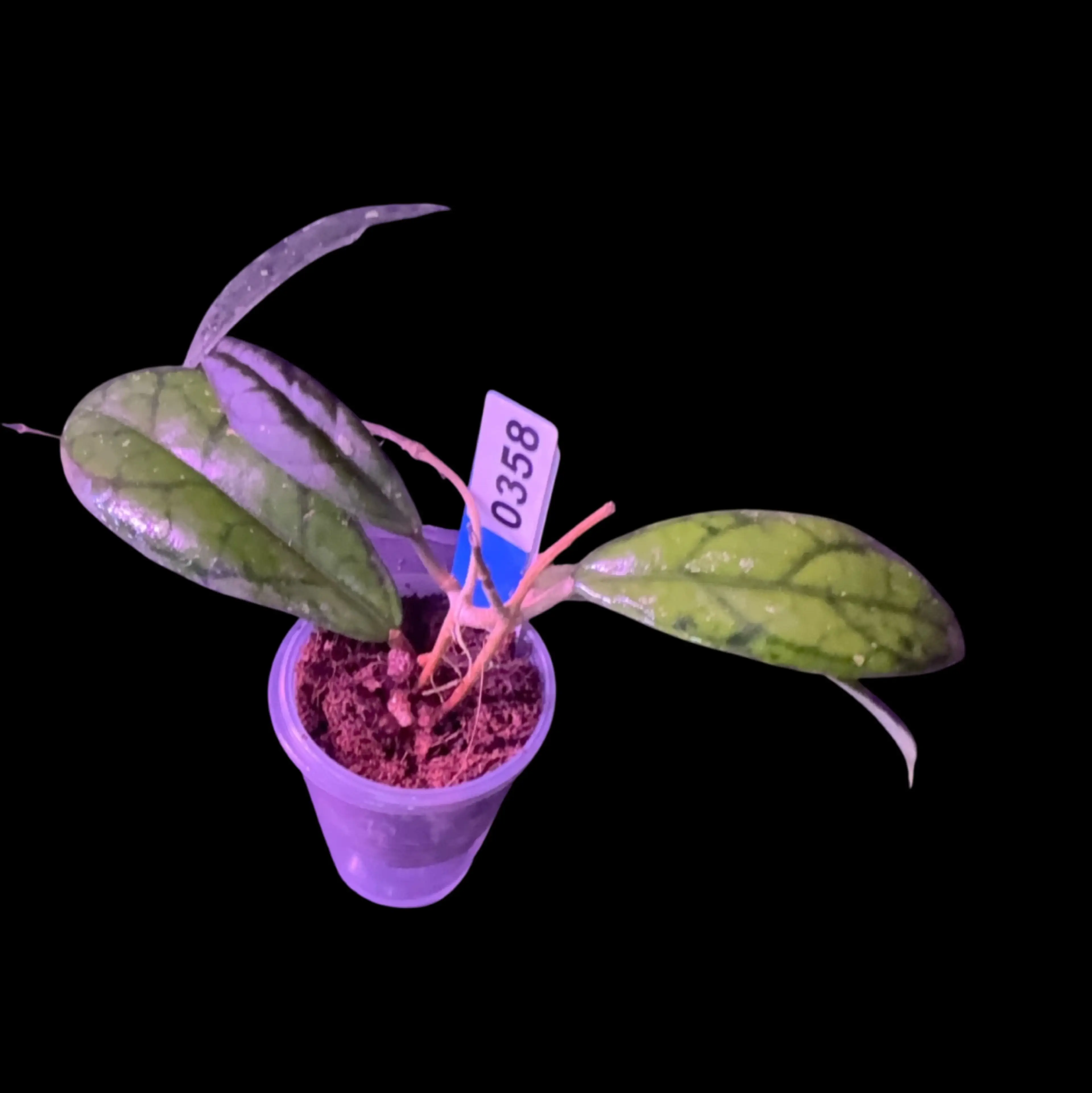 Image 3 of 3
