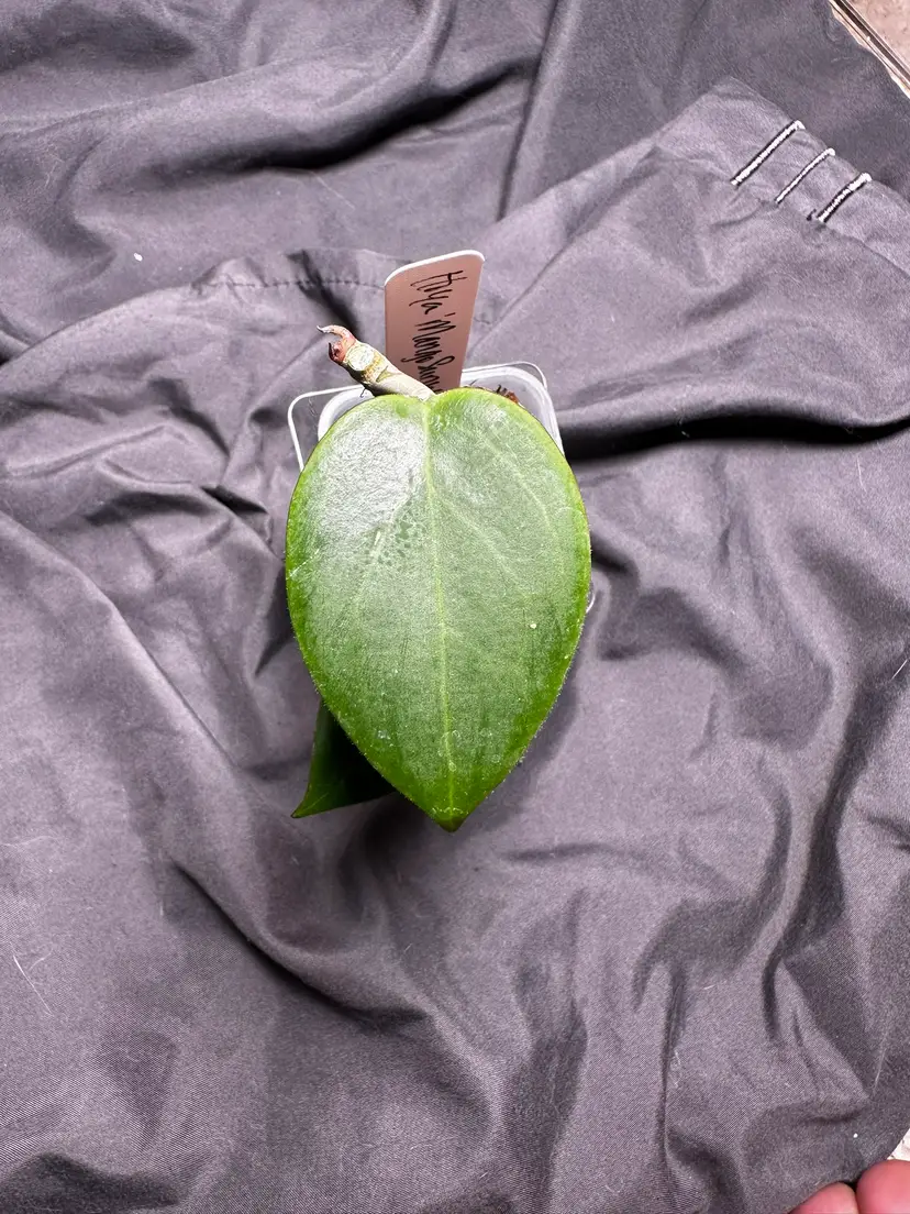 Hoya 'Mango Sunset' (UPT010)