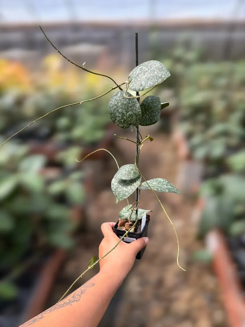 PS0114 - Hoya imbricata x Hoya elliptica