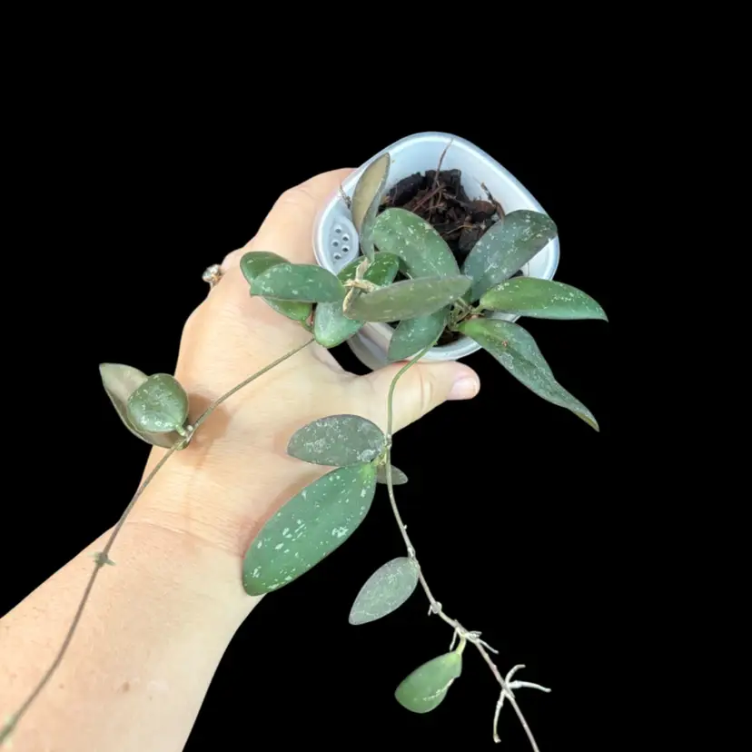 Hoya sp. Sabah 'Dragonfly' Epc 960