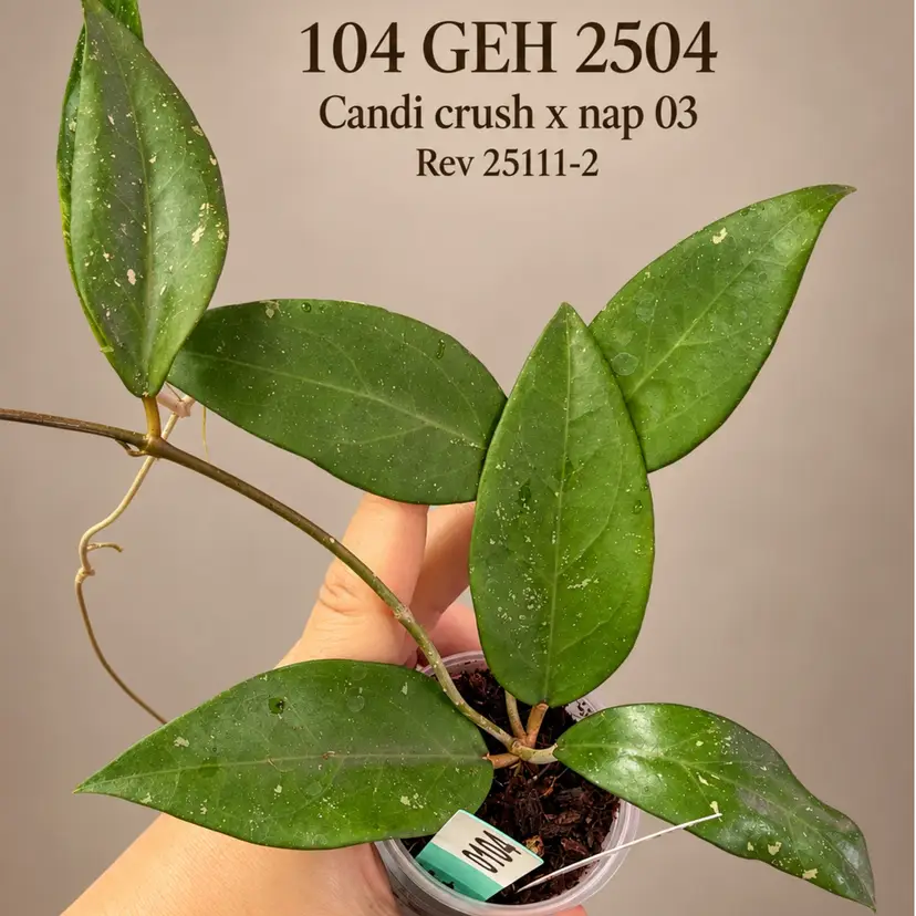104 GEH 2504  Candi Crush × NAP 03