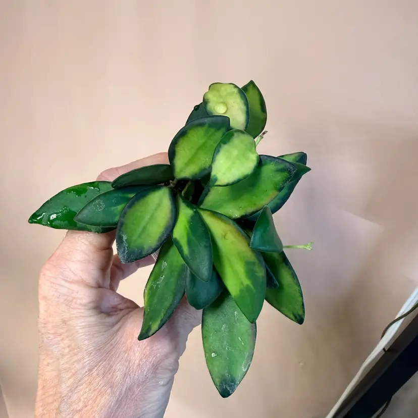 Hoya aff burtoniae variegated