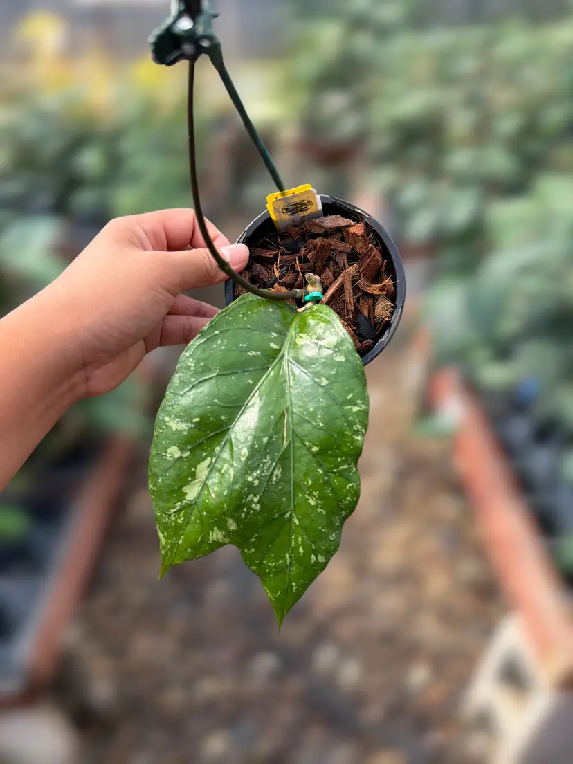 PS0119 - Hoya ‘Venous Anger’ (Blangjerango)