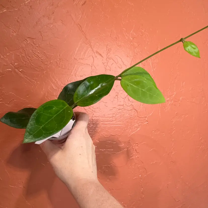 2040 Hoya ‘benguellip’ 01