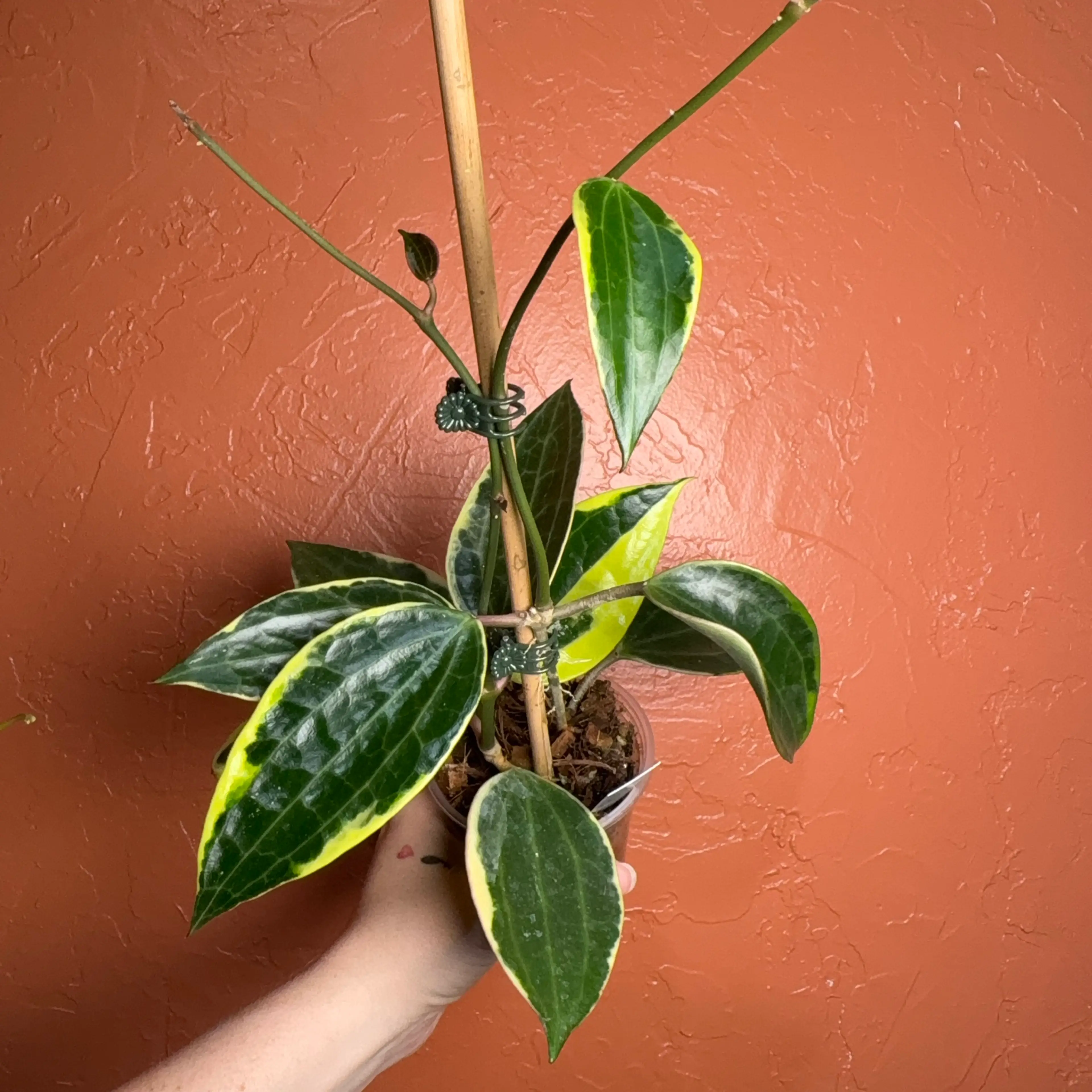 Image 4 of 4
