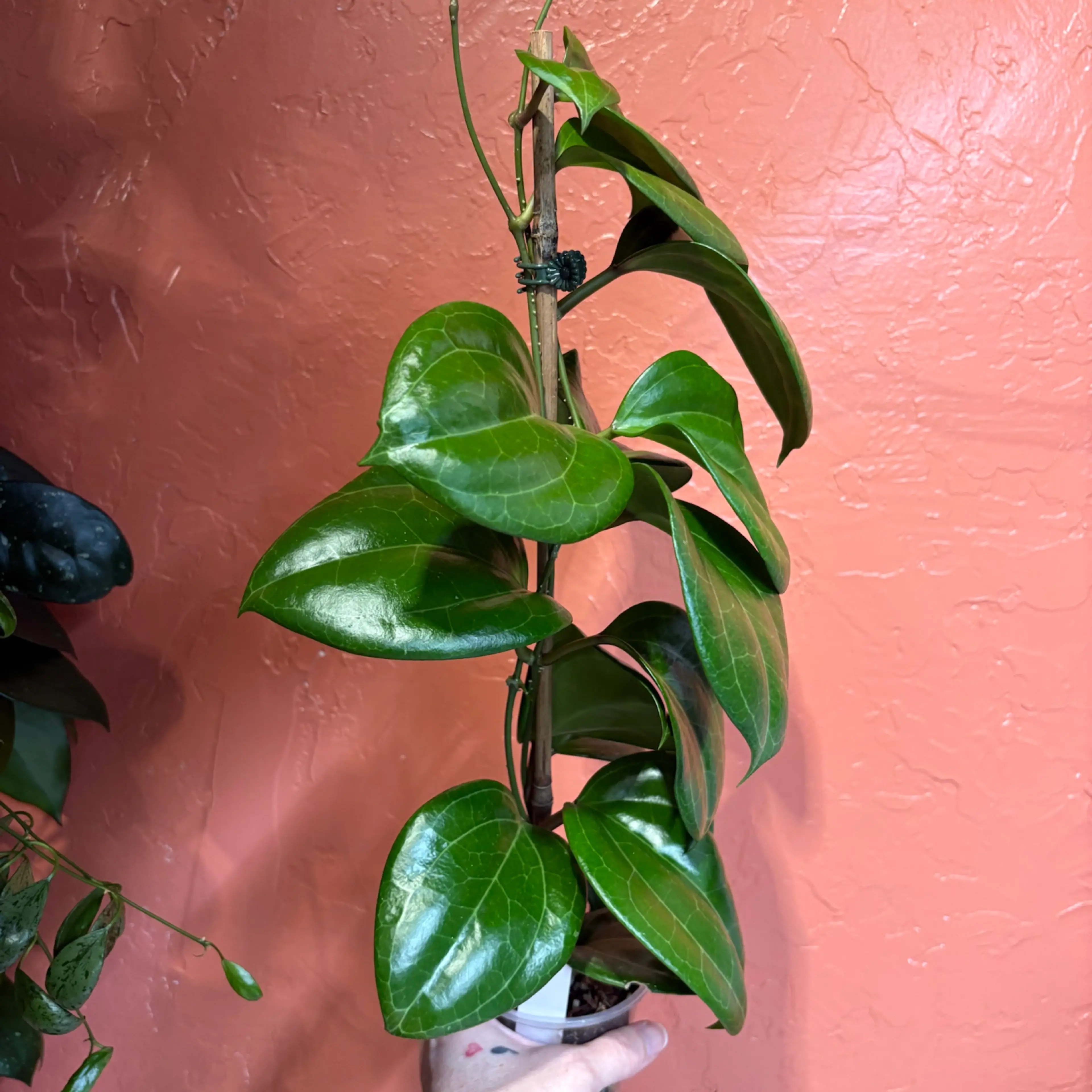 Image 3 of 3