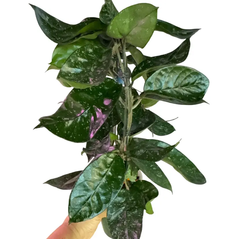 Hoya starry night cutting