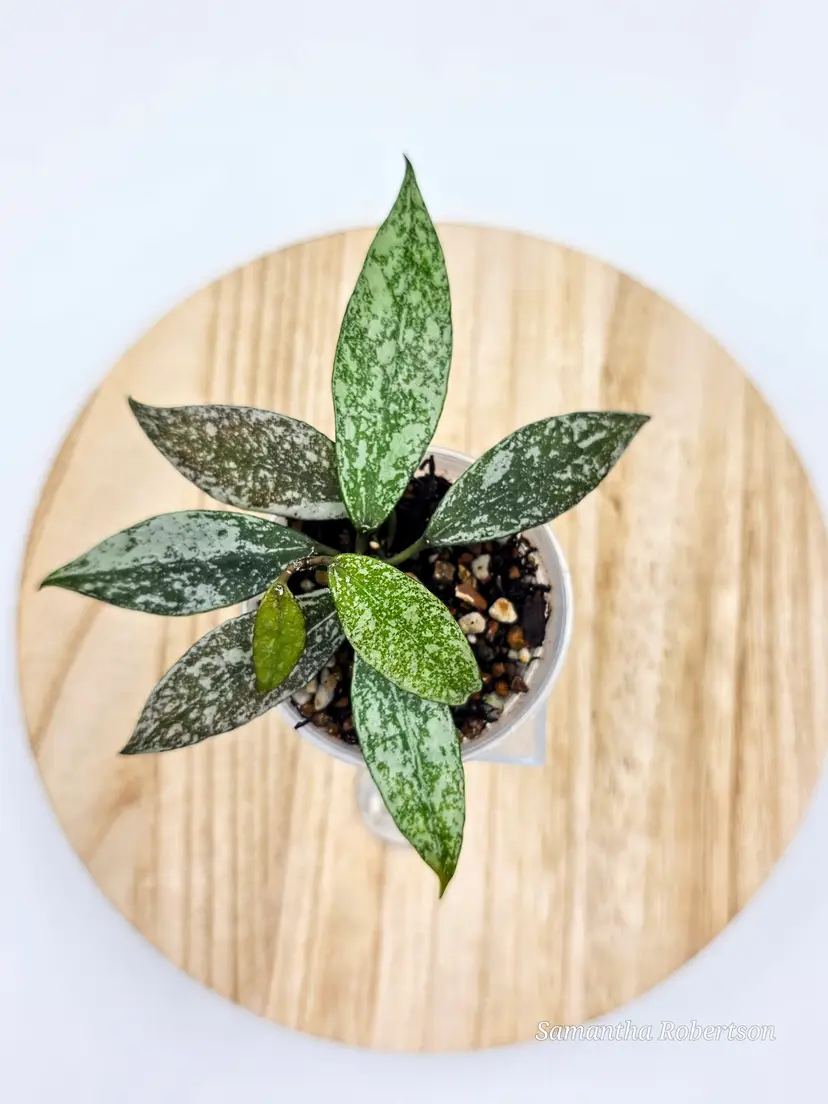 Hoya Lacunosa 'Laos'