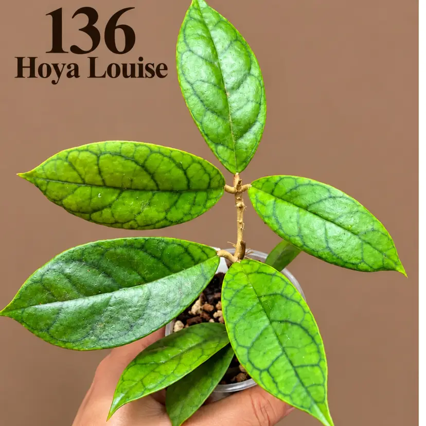 136 Hoya Louise