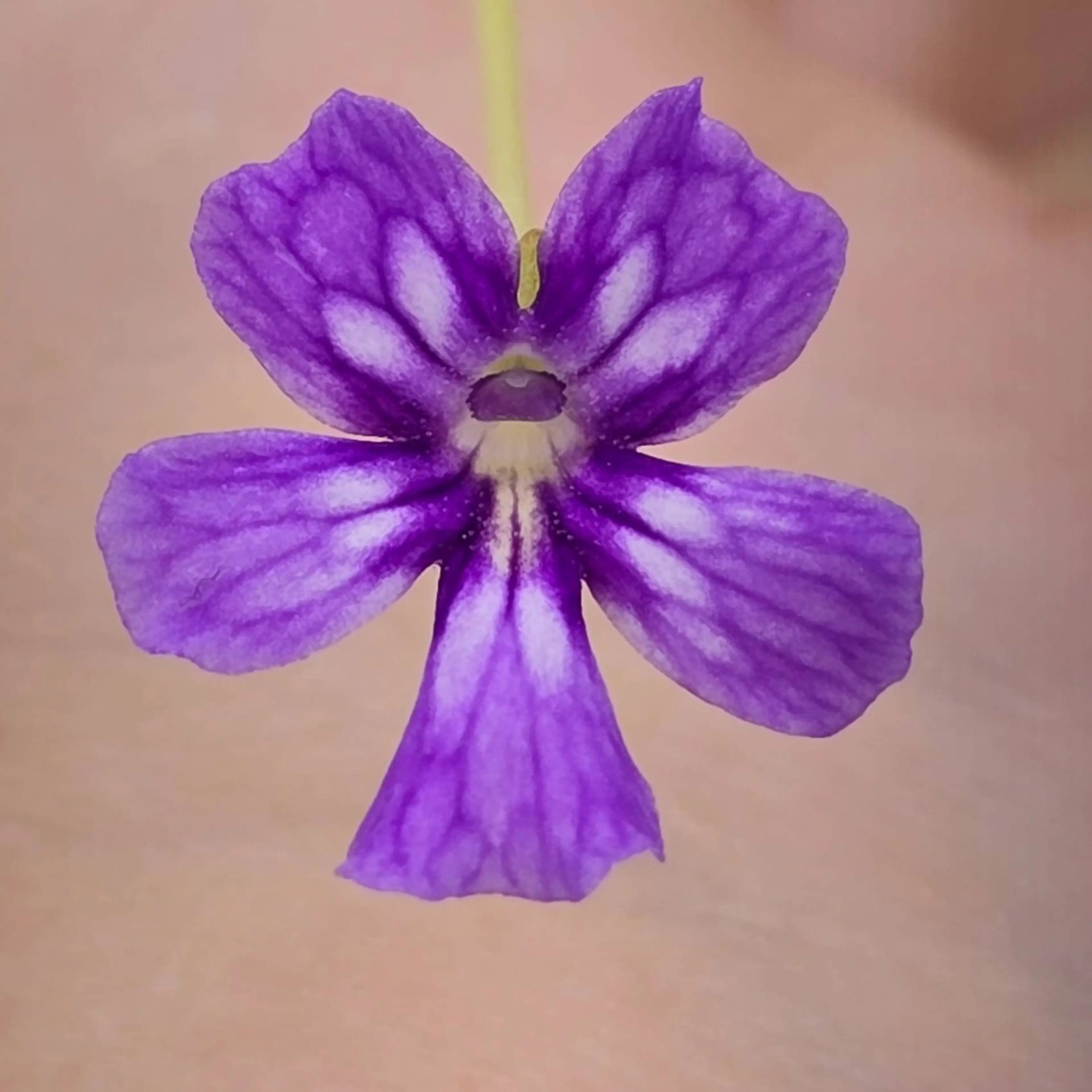 Image 2 of 6