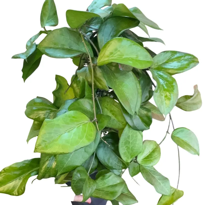 Hoya pentaphlebia cutting