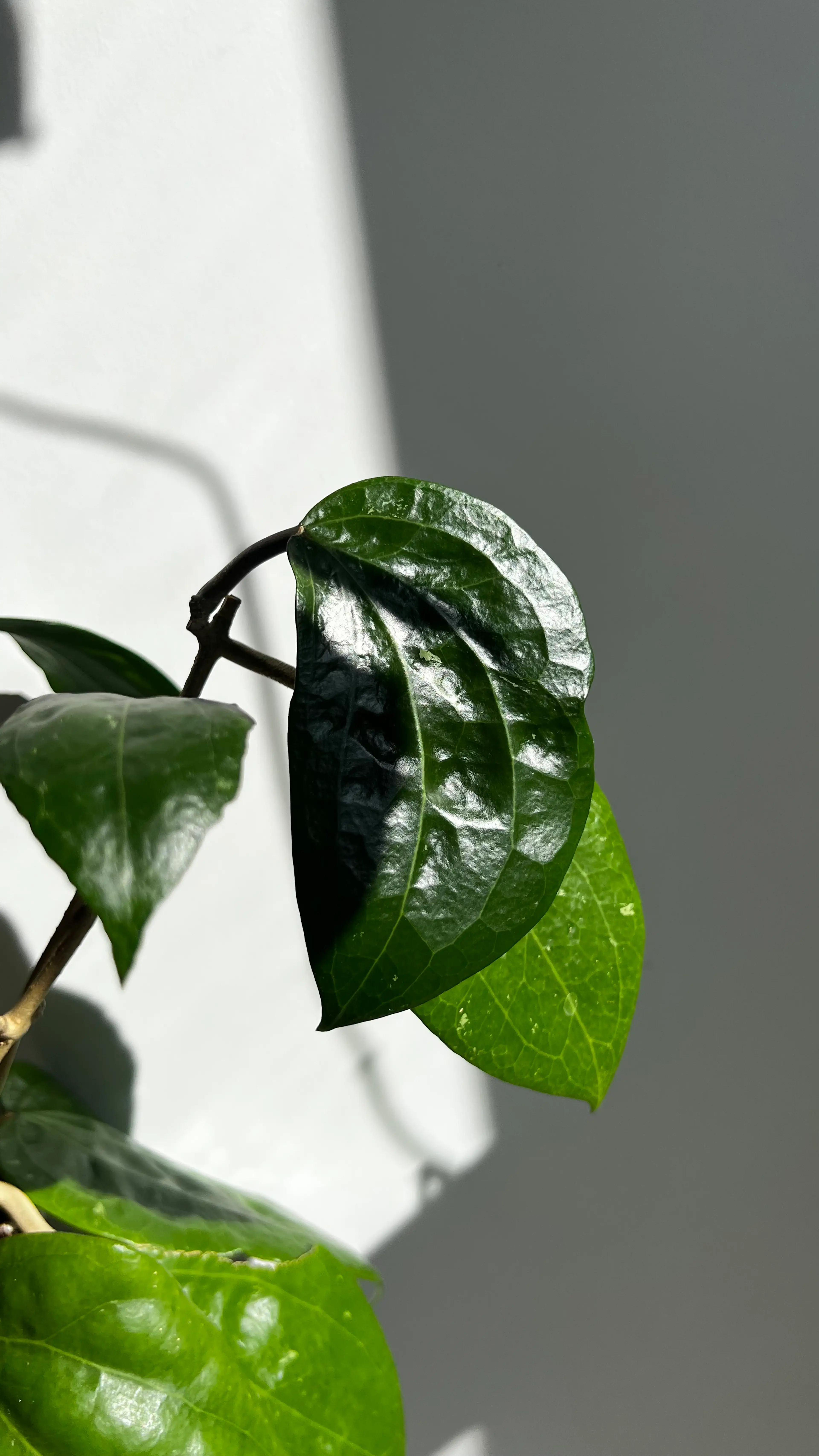Image 4 of 4