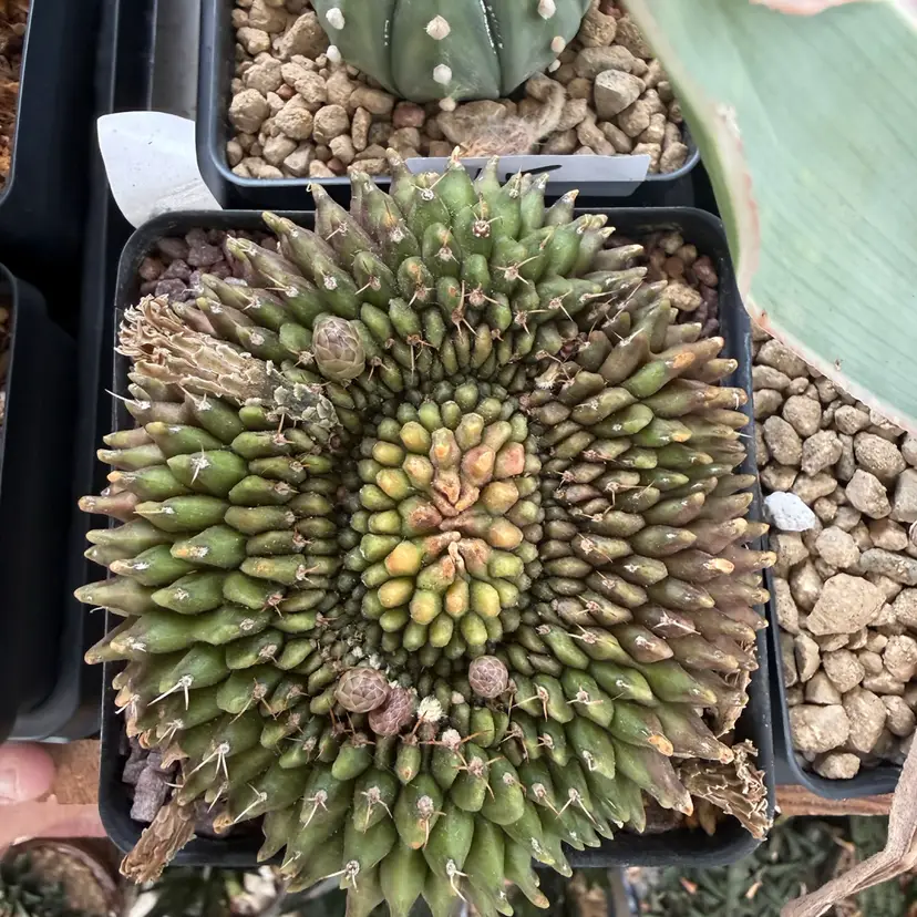 Crested gymno! Vj