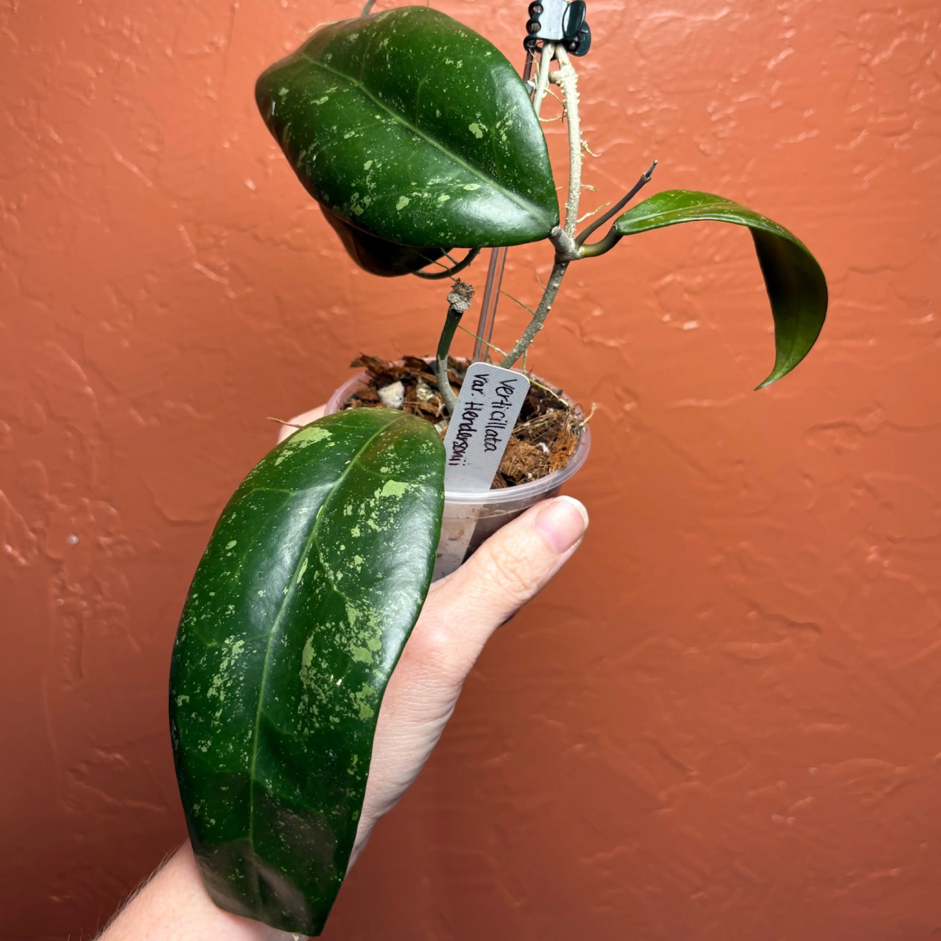 Image 4 of 4